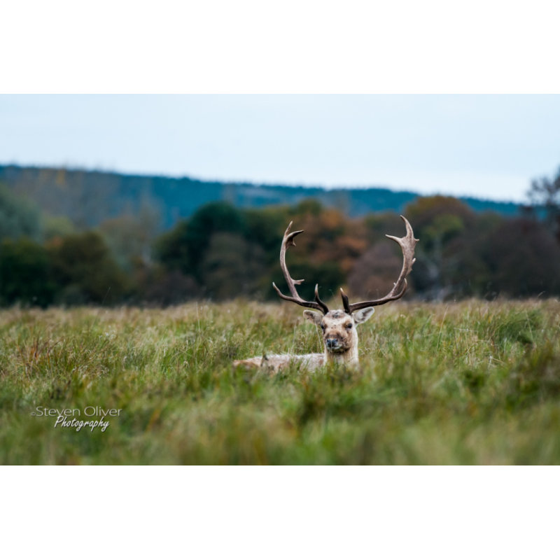 Limited Print Offer - Stags