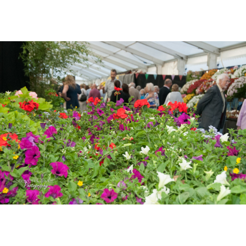 Shrewsbury Flower Show 2014